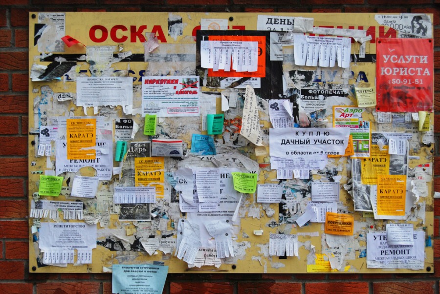 фото: В качестве домашнего питомца москвичи предпочитают кошек